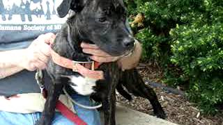 Shelby-Available At The Humane Society Of Missouri