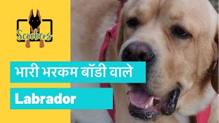 Labrador Standards | Rose Kennel | Scoobers