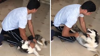 Husky can't contain excitement after being reunited with owner #Shorts