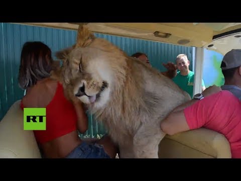 Un león se mete en un vehículo lleno de turistas 'a la caza' de caricias