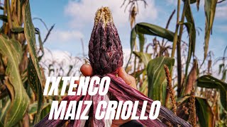 Maíz AJO / maíz nativo- IXTENCO Tlaxcala MEXICO
