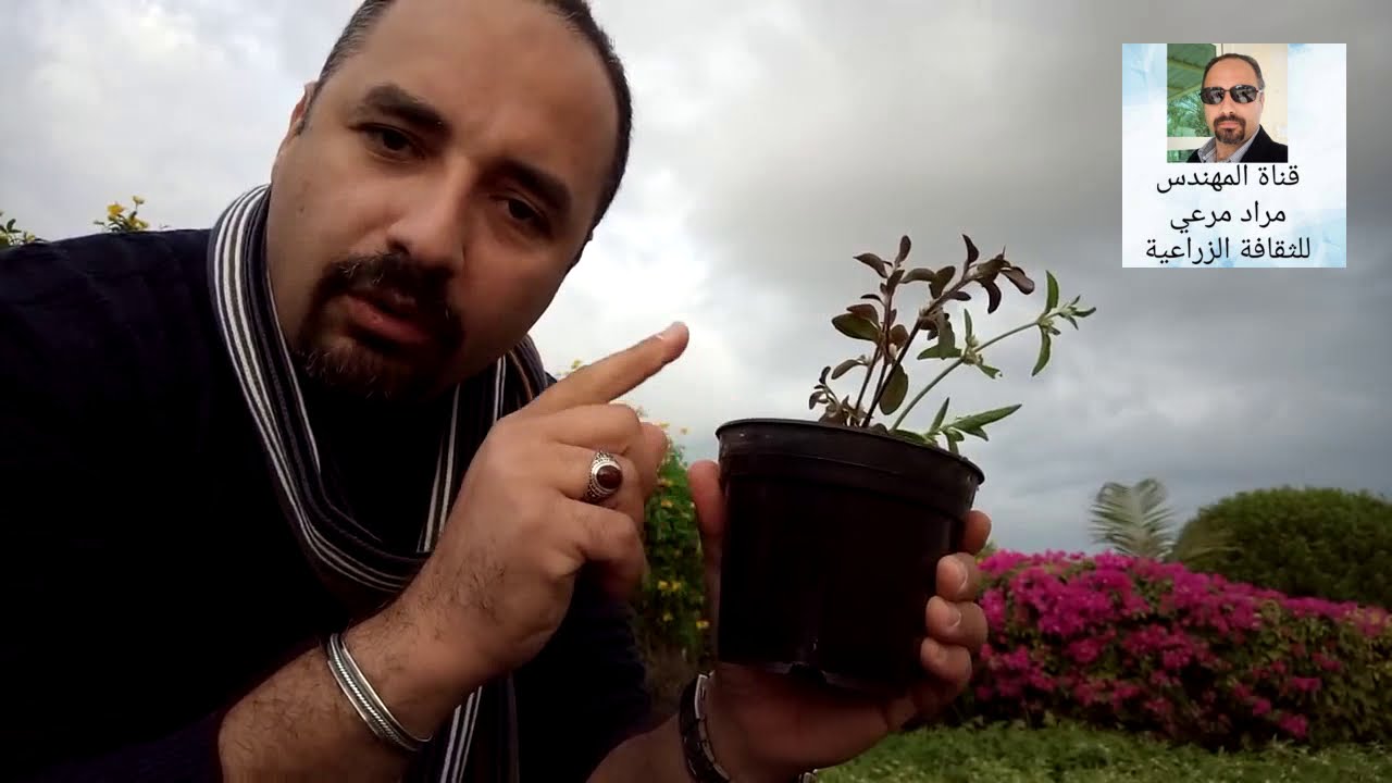 النتيرا / دم العاشق  طرق تكاثر ورعاية وتسميد حلقة 136