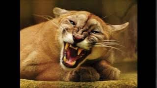 Cougar roar HD Sound Effect Rugido de puma Efecto de sonido HD