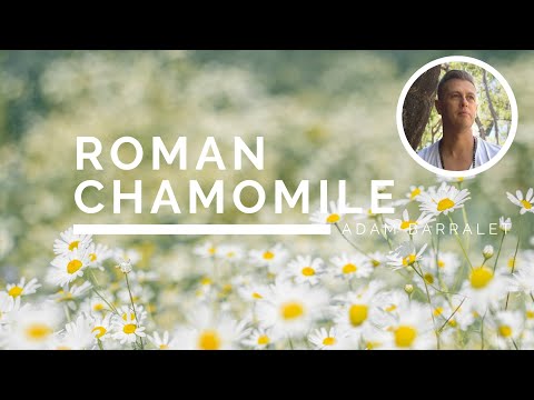 Roman Chamomile - The Oil of Gentleness