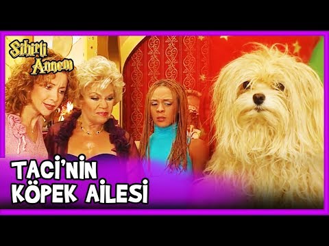 Taci'nin Köpek Kızı Ortaya Çıktı! - Sihirli Annem 69. Bölüm