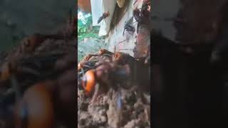 ong dế giống Lạng Sơn City