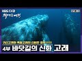 [명작다큐] 새끼를 낳기 위해 7000km를 이동하는 고래의 신비 | 환경스페셜 [위대한 여정] 4부 “바닷길의 신화, 고래” (KBS 080130 방송)