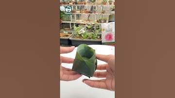 Cách biến lá chuối thành chậu ươm cây siêu dễ #shorts