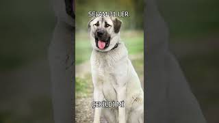 Selam 31 Ler Çekildi Mi