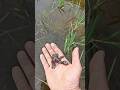 This Tiny Bird Found Its Heaven-Sent Rescue |Part 2