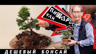 видео: Как Недорого Сделать Бонсай картинка: Как Недорого Сделать Бонсай