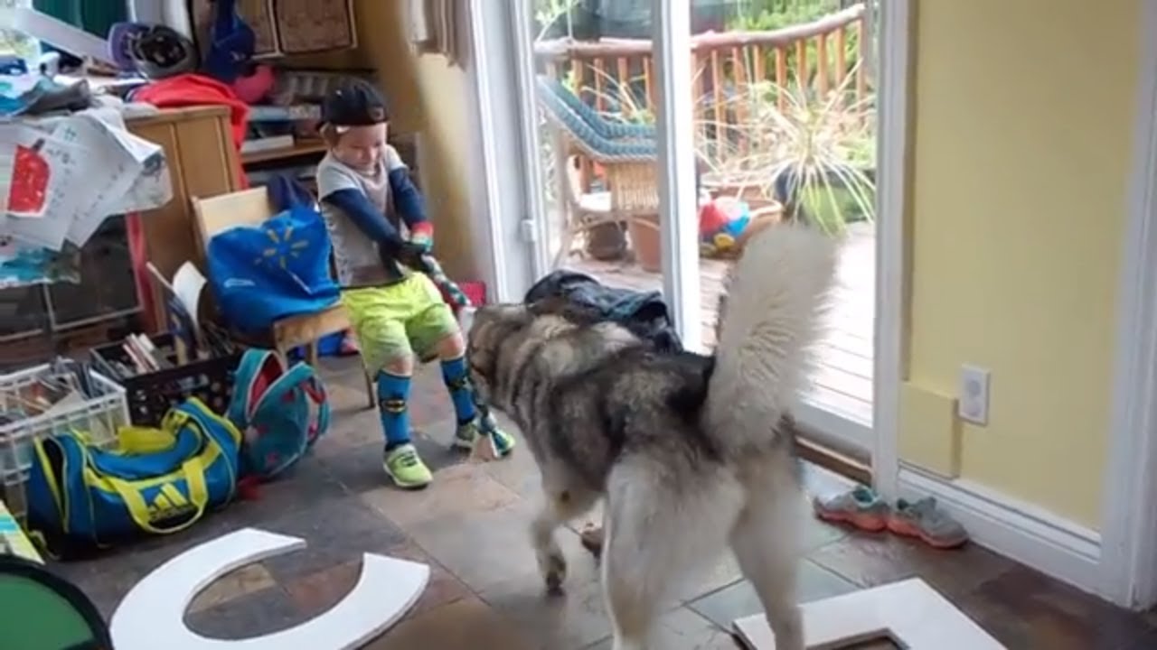 Alaskan malamute Puppy Loves to Play Tug Of War with Children - YouTube