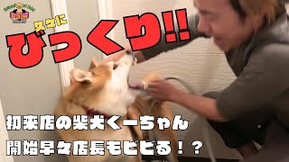 噛み犬トリミング初来店！店長もビビる柴犬！？