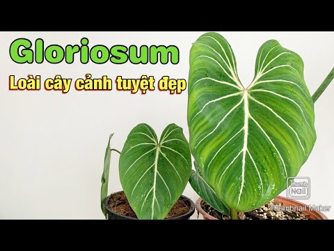 Video: Các Loại Và Giống Philodendron (29 ảnh): Mô Tả Về Cây Thường Xuân Và Philodendron Hình Cây đàn Guitar, Hình Trái Tim Và Các Loài Khác