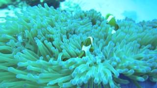Diving at Mataking Island in Borneo, Malaysia