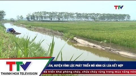 Xã Vĩnh Tân, huyện Vĩnh Lộc phát triển mô hình cá lúa kết hợp