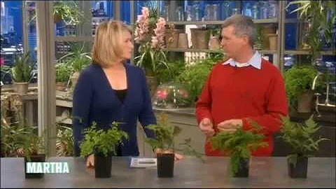 Martha Stewart How to Propogate Ferns