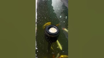 Hút Mặt Hồ Cá Koi Hiệu Quả #zenkoifarm #loczenkoi #koifish