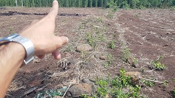 NVT1973 Bán 1,7ha Đá Bạc mặt đường nhựa 89m  ngay sau khu công nghiệp Đá Bạc giá 9 tỷ