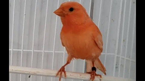 O que significa a visita de um canário?