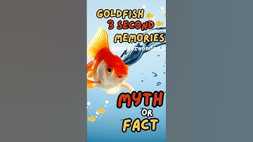 Myth or Fact: Do Goldfish Really Have a 3-Second Memory?