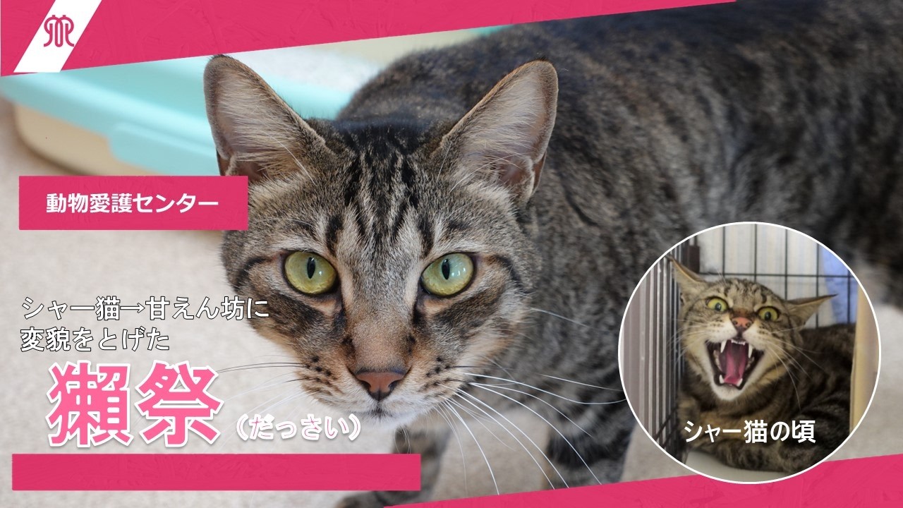 今週のワンコニャンコ【保護猫】シャー猫→甘えん坊に変貌をとげた獺祭（だっさい）のご紹介~神奈川県動物愛護センター~