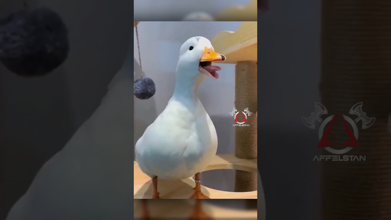 FLYING WILLIAM KNIFE MAN 