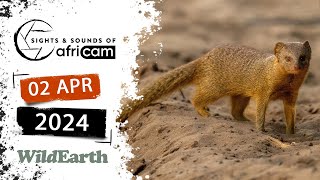 WildEarth - Sights and Sounds of Africam -  2 April 2024