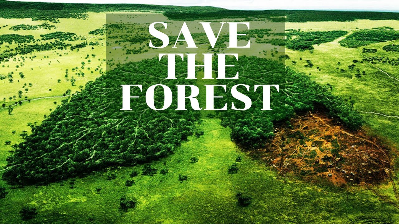 Why Save The Forest? [Benefits of the Forest] - Animation - YouTube