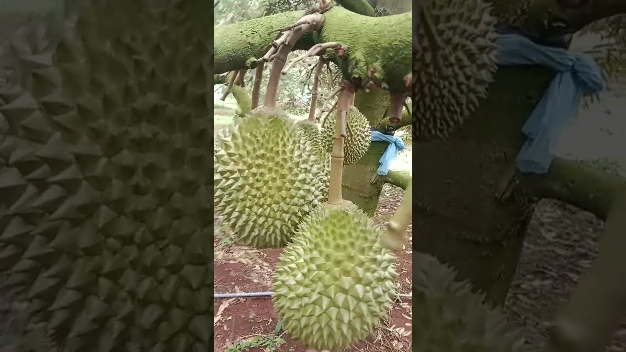 Vườn black thorn châu đức