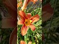 Hemerocalis - Day Lily #shorts #flowers #daylily #hemerocallis #flowergarden #garden #summergarden