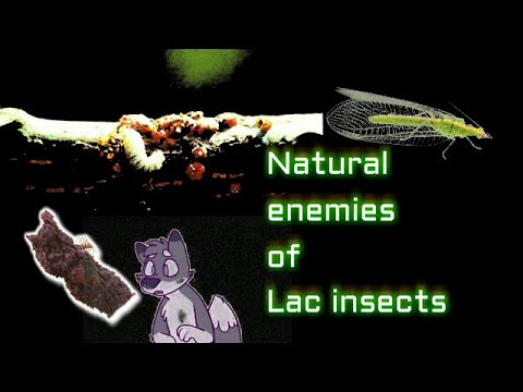 Natural enemies of lac insects (Pests of lac culture) | Entomology class| English