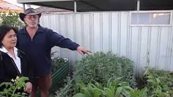 ADRA Community Garden at Blacktown