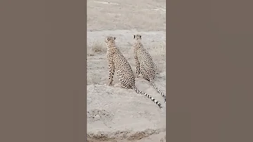 Evening Game Drive At Amboseli Subscribe Wildlife Safari 