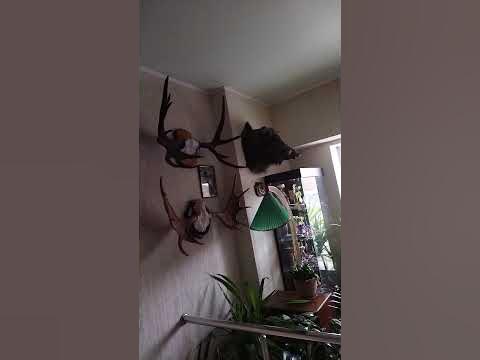 Когда хозяин - охотник - YouTube