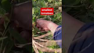 smallest tomatoes