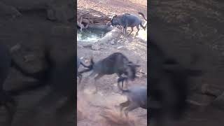 Perfect Heart Shot Wildebeest Bowhunting- Impact Shot