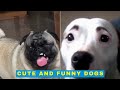 Cute and Funny Dogs