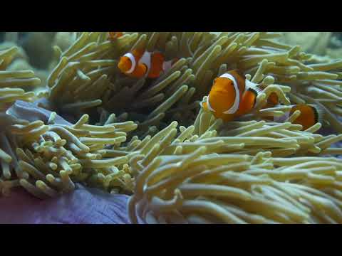 Dive Site "Keruo Channel", Raja Ampat, Indonesia