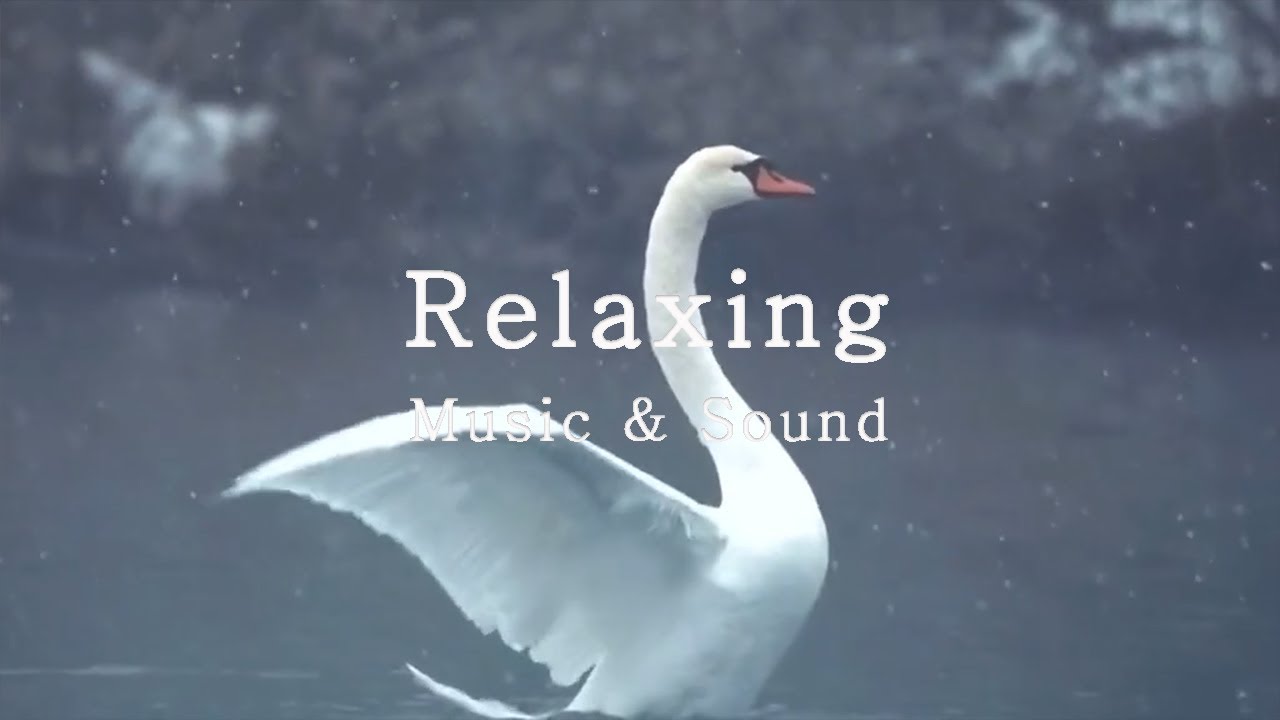 3HRS - The Swan (Saint-Saëns), Most Peaceful & Beautiful Piano Music, Relaxing Piano, Poetic, Calm 3HRS - The Swan (Saint-Saëns), Most Peaceful & Beautiful Piano Music, Relaxing Piano, Poetic, Calm