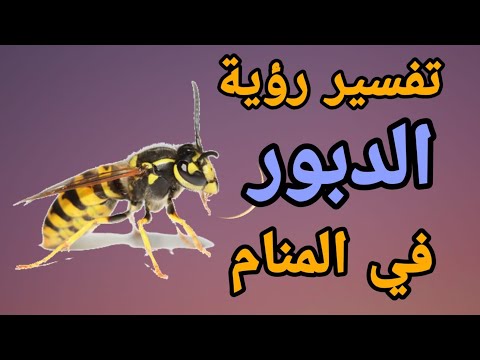 فيديو: لماذا يحلم النحل والدبابير