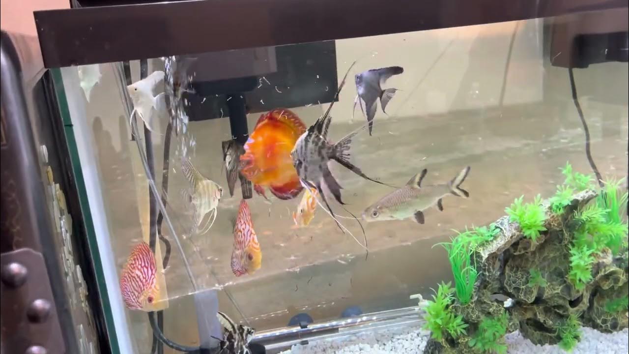 Discus and angelfish + Bala shark Breakfast time YouTube