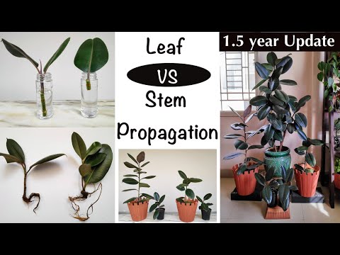 2 Ways To Grow Free Rubber Plants (Ficus Elastica) - Leaf Cutting + Stem Cutting (water + Soil)