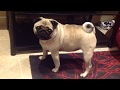 Naughty pug wants MORE food