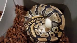 Ball python clutches #6 and 7.