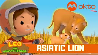 HELP! A LION CUB is trapped inside a WELL! | Leo the Wildlife Ranger Spinoff S4E01 | @mediacorpokto