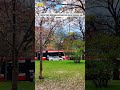 Last Days of Cherry Blossoms in Trinity Bellwoods 🌸 | Toronto #trendingshorts #shortsfeed