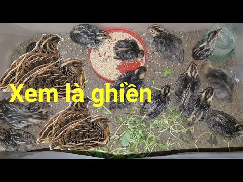 Video: Cách Cho Chim Cút ăn