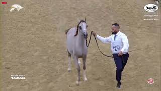 N.129 SHABIB AL AMMAR - 9th Qatar National AHS for Individual Owners - Yearling Colt (Class 4A).mp4