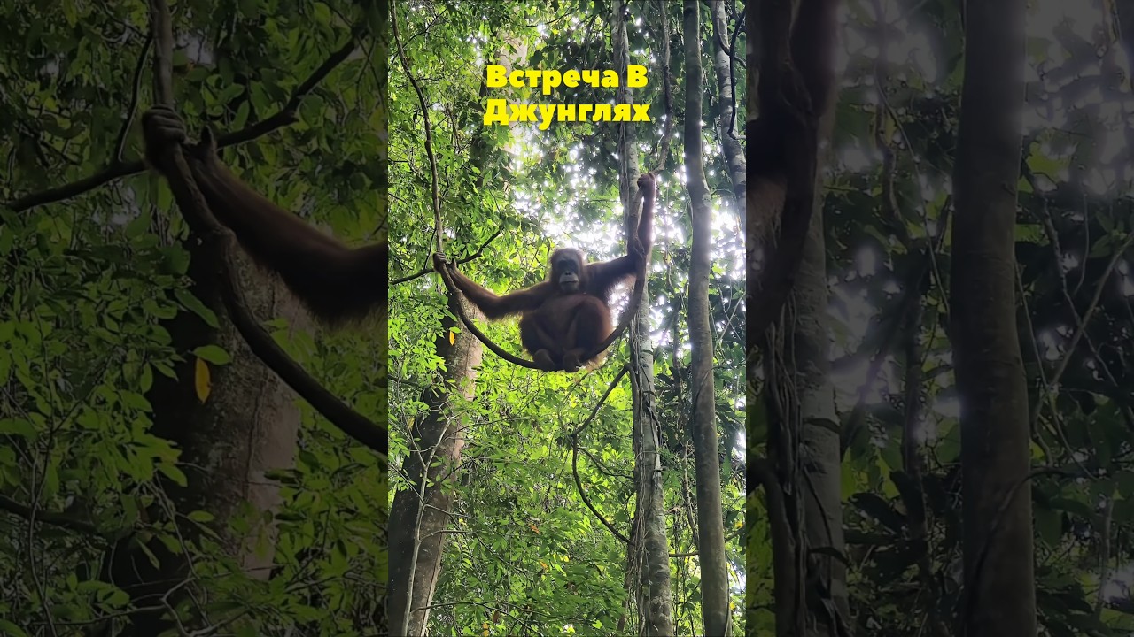 Орангутаны Суматры